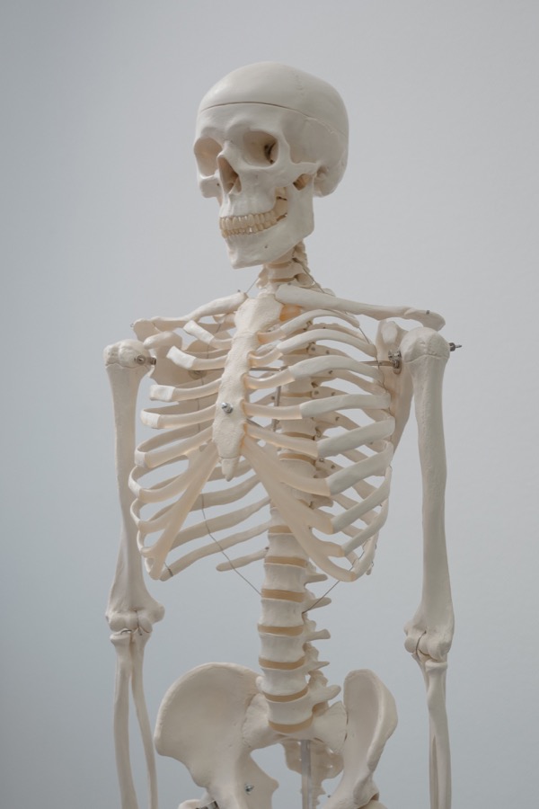 Human skeleton anatomy model