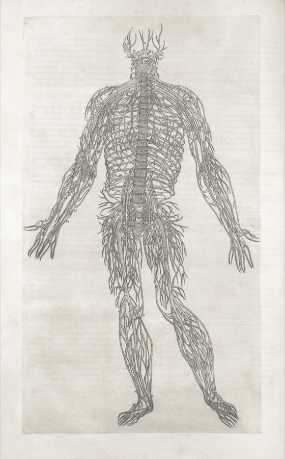 Historical nervous system illustration